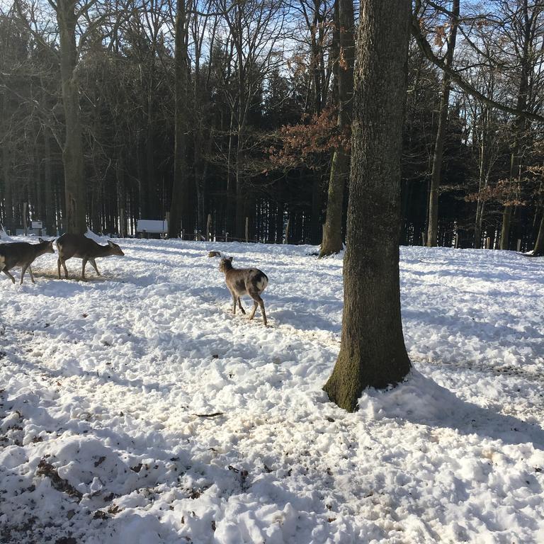 B&B La Ferme Du Doux Libramont-Chevigny Esterno foto